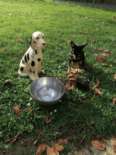 Drei Hunde an einer Trinkstelle. Zwei Hunde sind -Dekofiguren